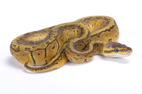 Ball python,Python regius,