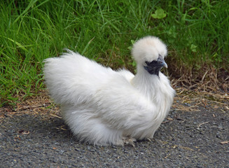 Zwergseidenhuhn
