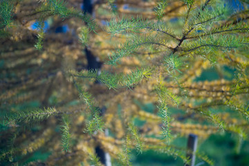 Ветки лиственницы с желтеющей хвоей в солнечный осенний день в окятбре