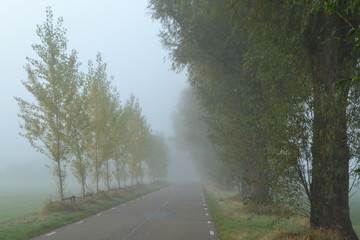 weg met nieuw geplante populieren en abelen in de mist