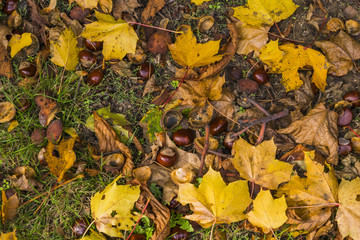 Daylight autumn scene taken in the forest showing the ground covered with dried leaves in different autumn colors and a lot of clean untouched chestnuts. Propbably the perfect definition of autumn. 