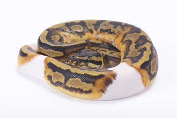 Ball python,Python regius, piebald