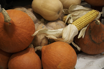 Pumpkin and earn of corns