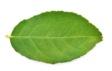 Fototapeta na wymiar Lime leaves