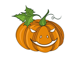 Pumpkin . Vector illustration on white background