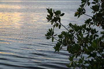 Naklejka premium serene