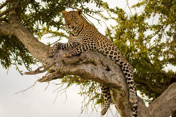 Magnificent female leopard lying on branch in tree in Kenya's Masai Mara National Park