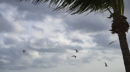flight