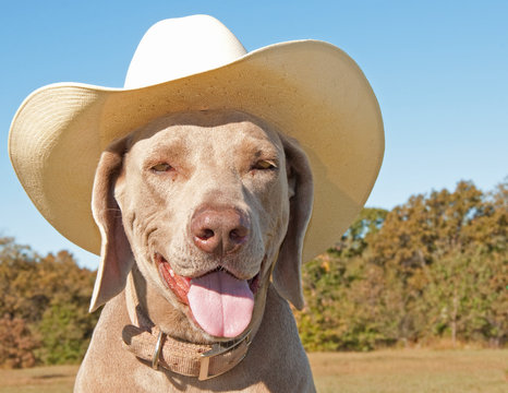Comical image of a weimaraner dog wearing a cowboy hat