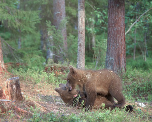 Brown bear cubs playing in the forest