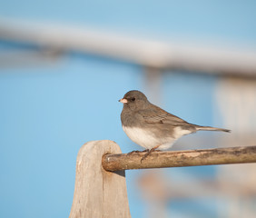 Dark-eyed Junco against a bright blue barn on a sunny winter day