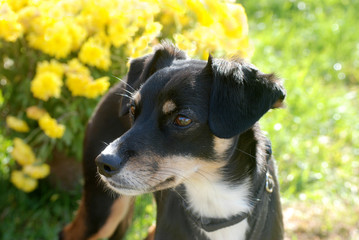 Pup by Yellow Mums