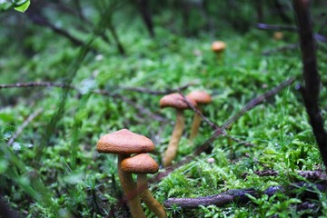Grzybki na mchu