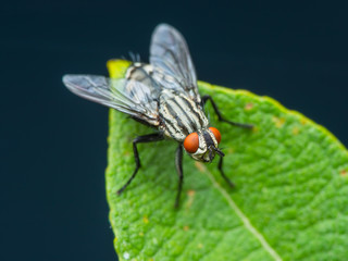 Meat Fly on Green Leaf