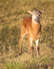 Beautiful little lamb in fall pasture