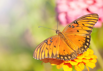 Plakat Dorsal view of an orange, silver and black Gulf Fritillary butterfly in its natural environment