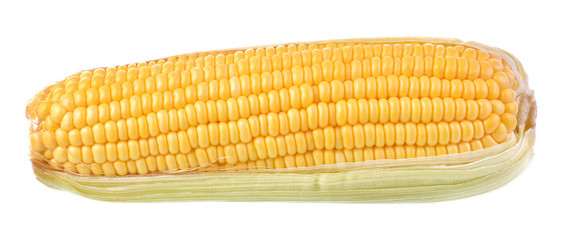Corn white background