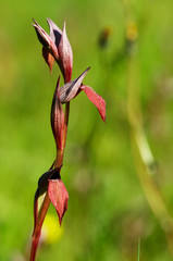 Tongue Orchid Serapias strictiflora flowers over a weed green background