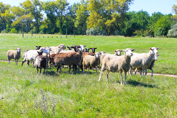 Fototapeta premium Flock of sheep