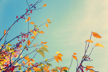 Naklejka premium Kolorowe liście jesienią drzewa z nieba, tło