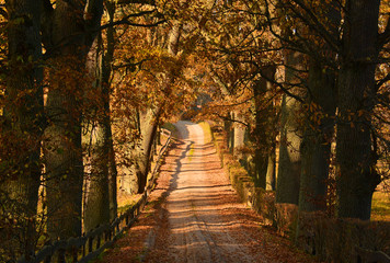 Obraz premium Dirt road in autumn forest
