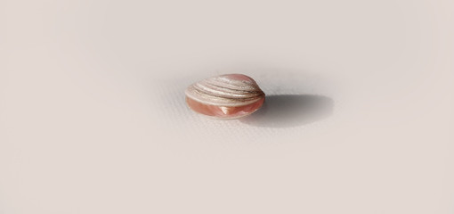 Seashell with small seashell inside