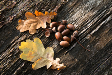 Eichenblätter und Eicheln auf einen Baumstamm im Herbst - Oak leaves and acorns on a tree trunk in autumn