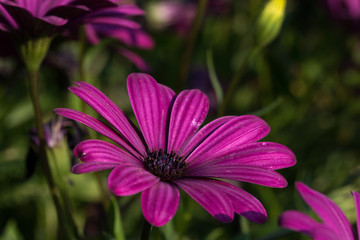 Obraz premium Lila Chrysanthemenblüte im Spätsommer - Purple chrysanthemum flower in late summer