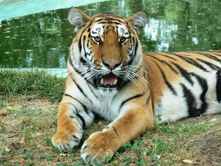 Fototapeta na wymiar The eye of the tiger