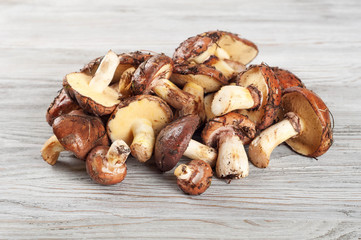 Edible wild mushrooms