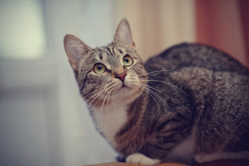 Naklejka na ściany i meble Gray striped domestic cat