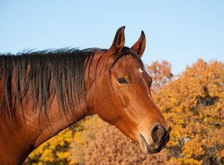 Obraz premium Red bay Arabian horse against trees in fall colors and clear blue skies