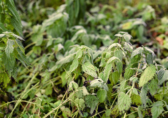 Plants And Early Frosts