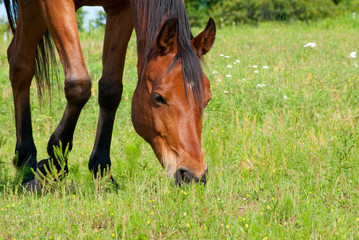 Close up image of a red bay horse grazing in summer pasture