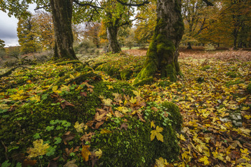 Maple leaves and trunks between moss forest in autumn. Sierra de Urbasa, Navarra, Spain.