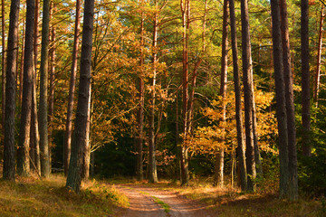 Fototapeta premium Dirt road in autumn forest