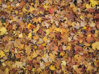 Multi-Colored Bed of Autumn Leaves - 124638867