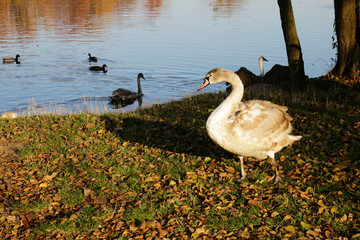 young swan with auburn feathers near pond