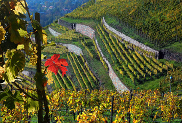 Weinberg am goldenen Wagen in Radebeul