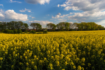 yellow field with blue sky with clouds