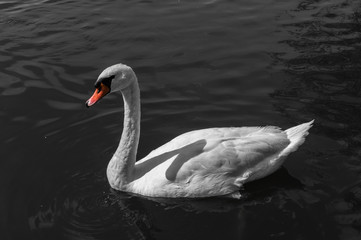  White swan with orange beak on water