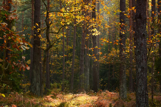 Fototapeta Dirt road in autumn forest
