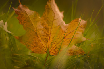 Herbst, Laubfärbung, Blatt einzeln, Wiese