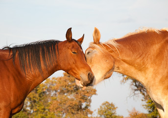 Two horses looking like they were hugging