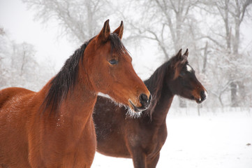Fototapeta na wymiar Two frosty horses gazing at the distance with their ears pricked on a cold foggy winter day