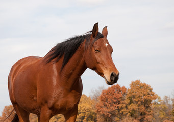 Naklejka premium Red bay horse taking a nap in fall pasture