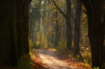 Dirt road in autumn forest