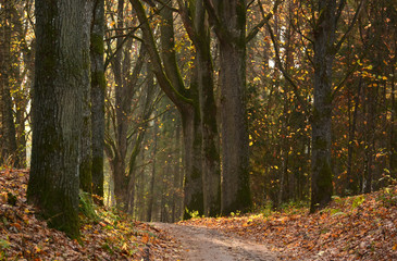 Dirt road in autumn forest