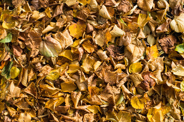 Dried autumn leaves background texture
