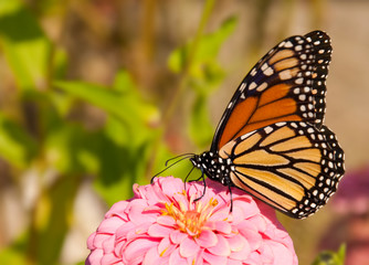 Danaus plexippus, migrating Monach butterfly feeding on a flower